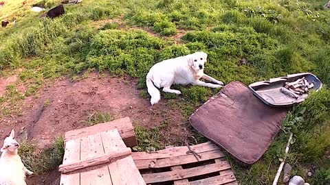 Guilty dog reluctantly gives up stolen item