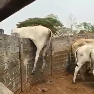 How this cow finally got into Guinness book of records