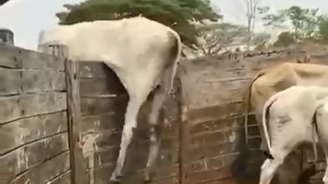 How this cow finally got into Guinness book of records