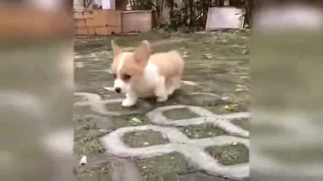 2023 Funniest Animals Super Dog Video