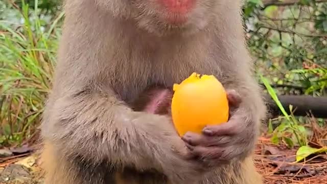 Poor Monkey - Give a way - the world is beautiful