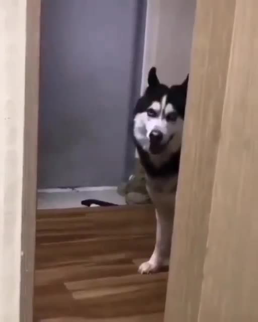 shoe snack when you hungry and dont know what to do eat a shoe #dogtraining