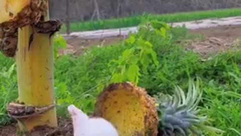 Rabbit 🐰 eating pineapple 🍍