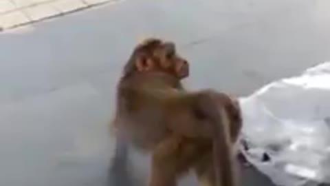 Gay monkey farts on a Dog face