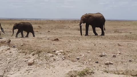 Amboseli Drought 2022, Elephant fight for food and water