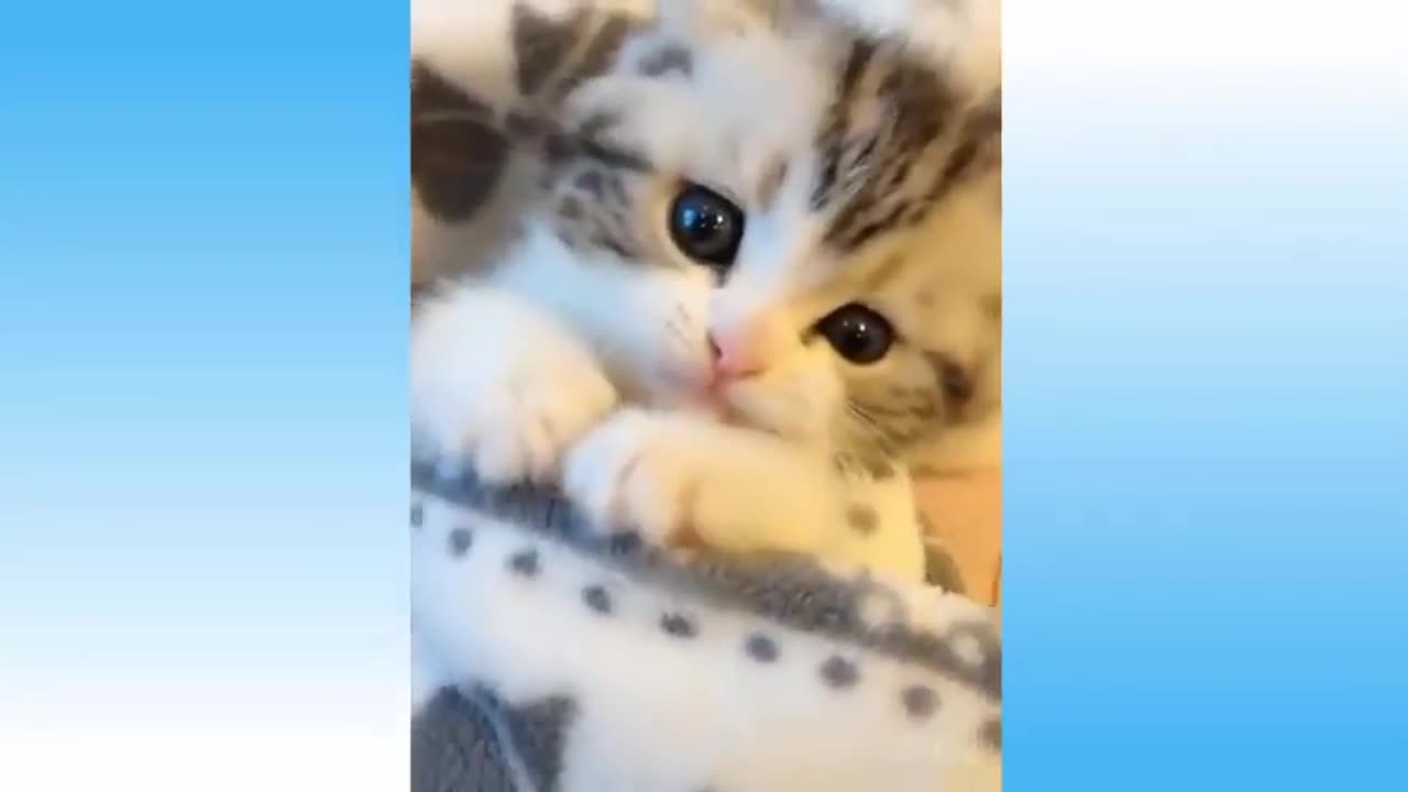 Cute Kittens & little baby