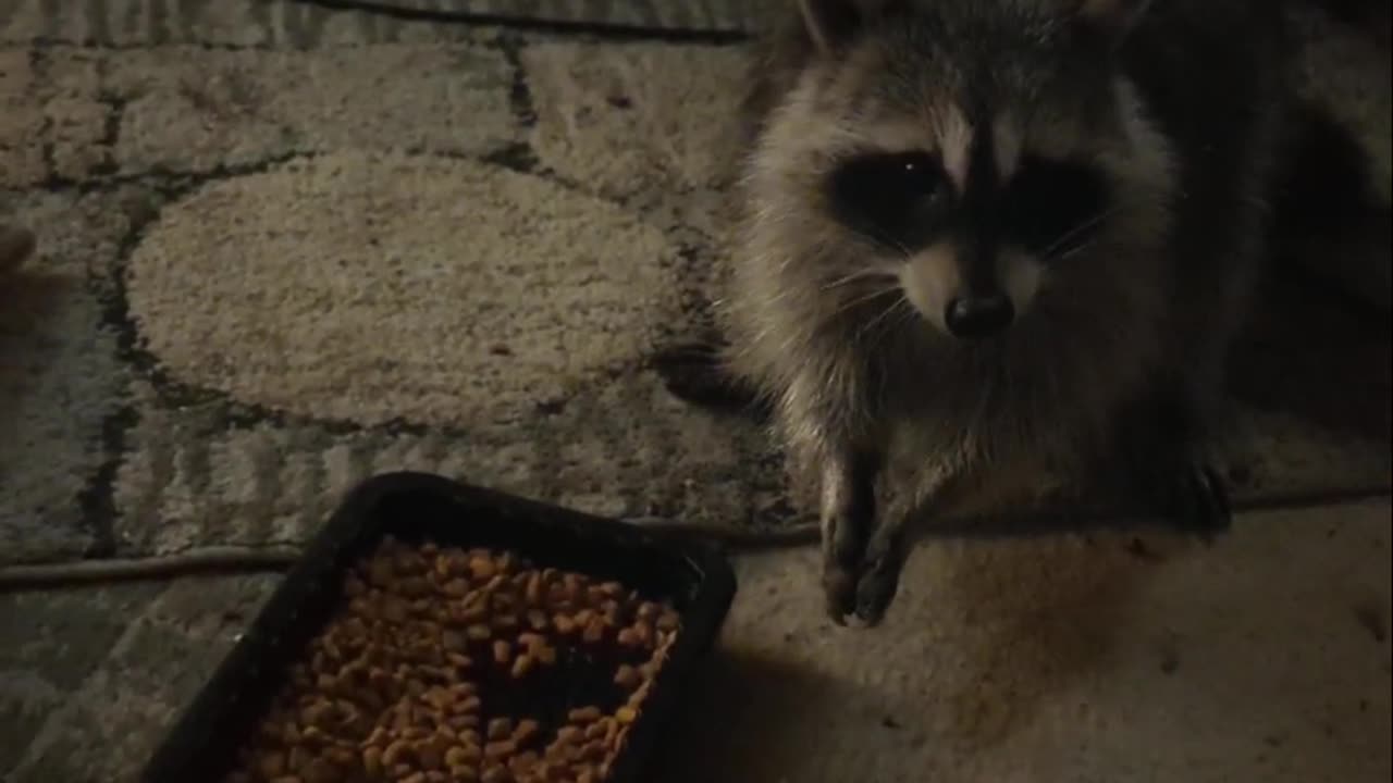 A Raccoon Got Into My House