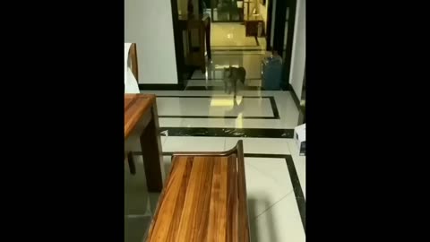 New funny animals 😅 funniest cat and dog video🥰