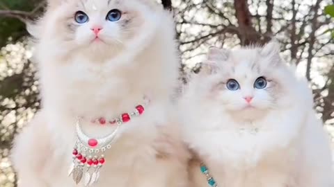 Beautiful white cat along her love