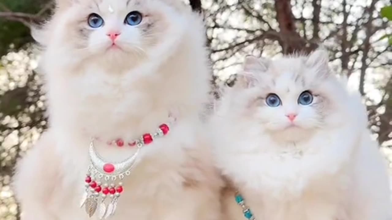 Beautiful white cat along her love