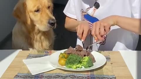 Leaving My Dog Alone with a Beef Steak