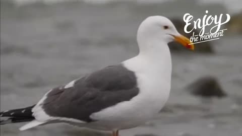 I love the seagull