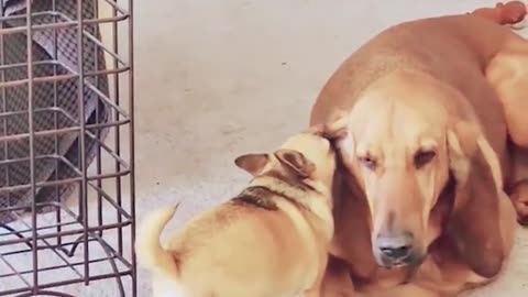 Funny animals 🐶 Funny cats and dogs 🐱 Funny animal videos 2024 🤣