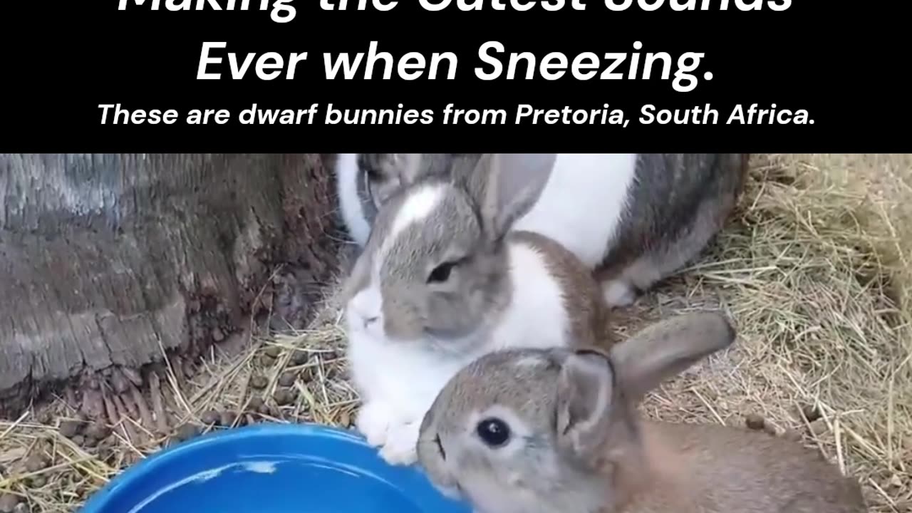 Baby Bunnies Making the Cutest Sounds Ever when Sneezing - dwarf bunnies from Pretoria South Africa