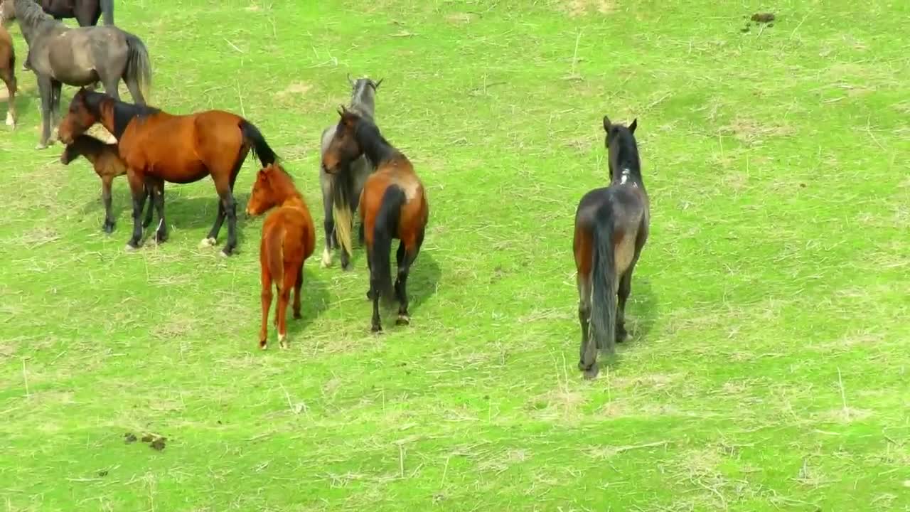 wow horses meeting super meeting of horses, 2022