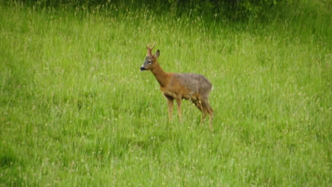 Roe Deer Barking