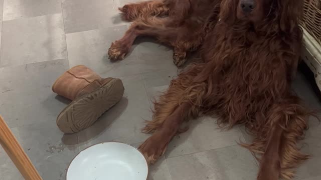 Irish Setter is Frustrated and Wants a Second Meal