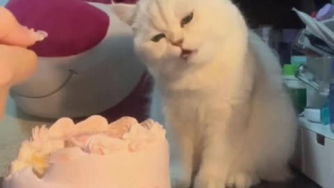 Cat： Can you really eat such a big cake？