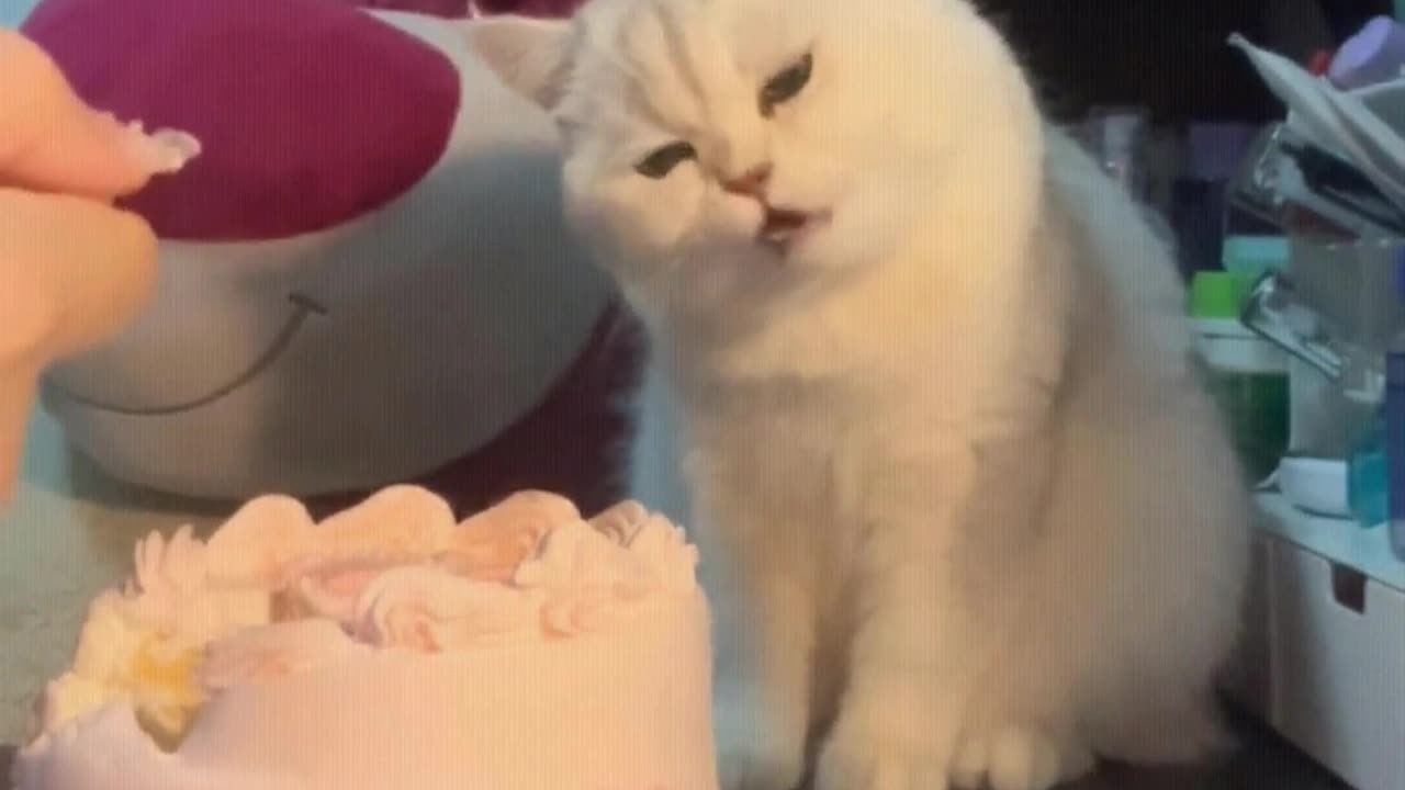 Cat： Can you really eat such a big cake？