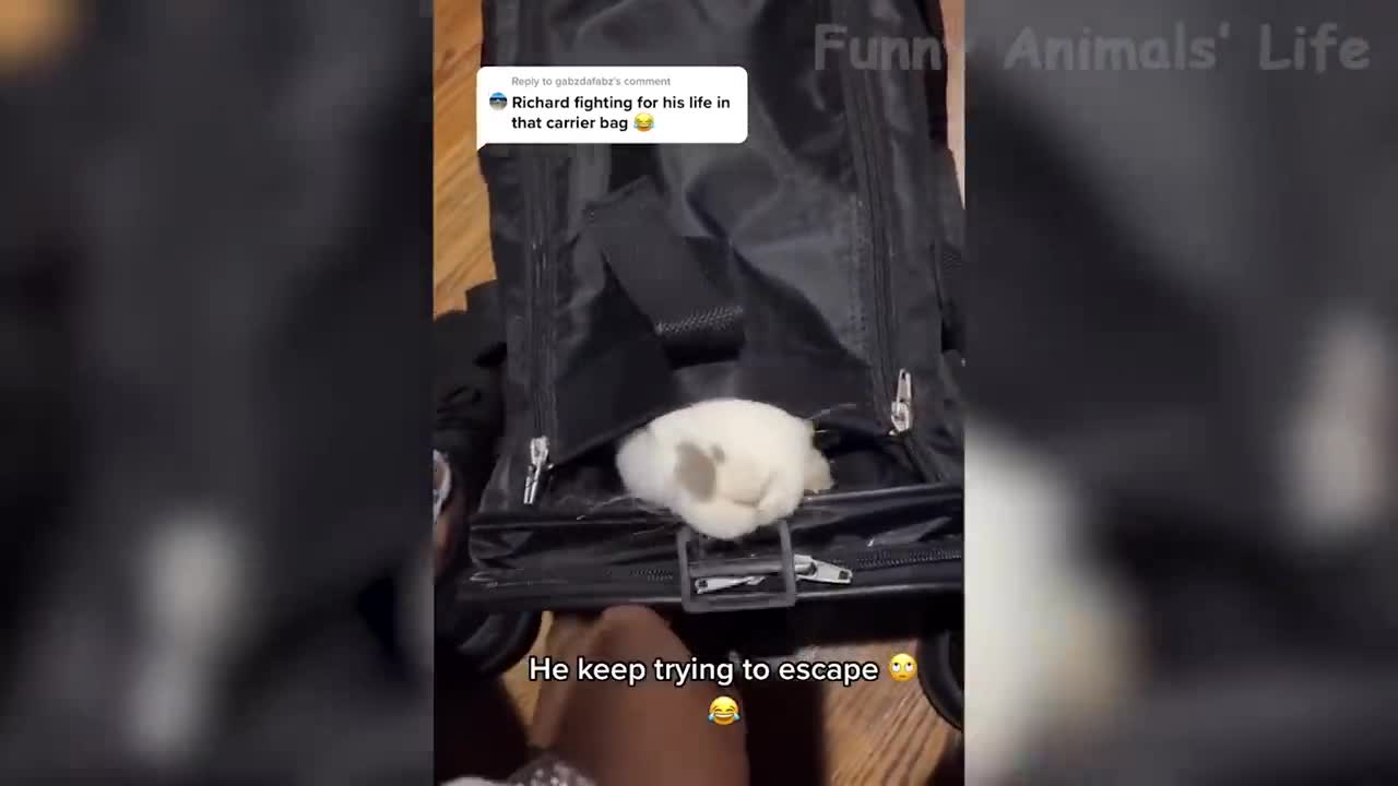 funny anumalis