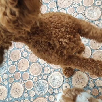 Puppies Catch the sosis