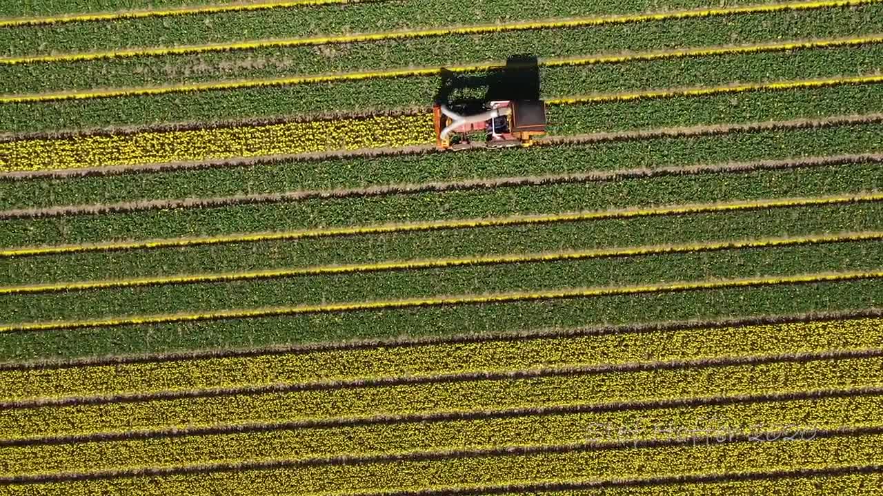 Tulips From Above - Aerial view of beautiful flower fields in the Netherlands