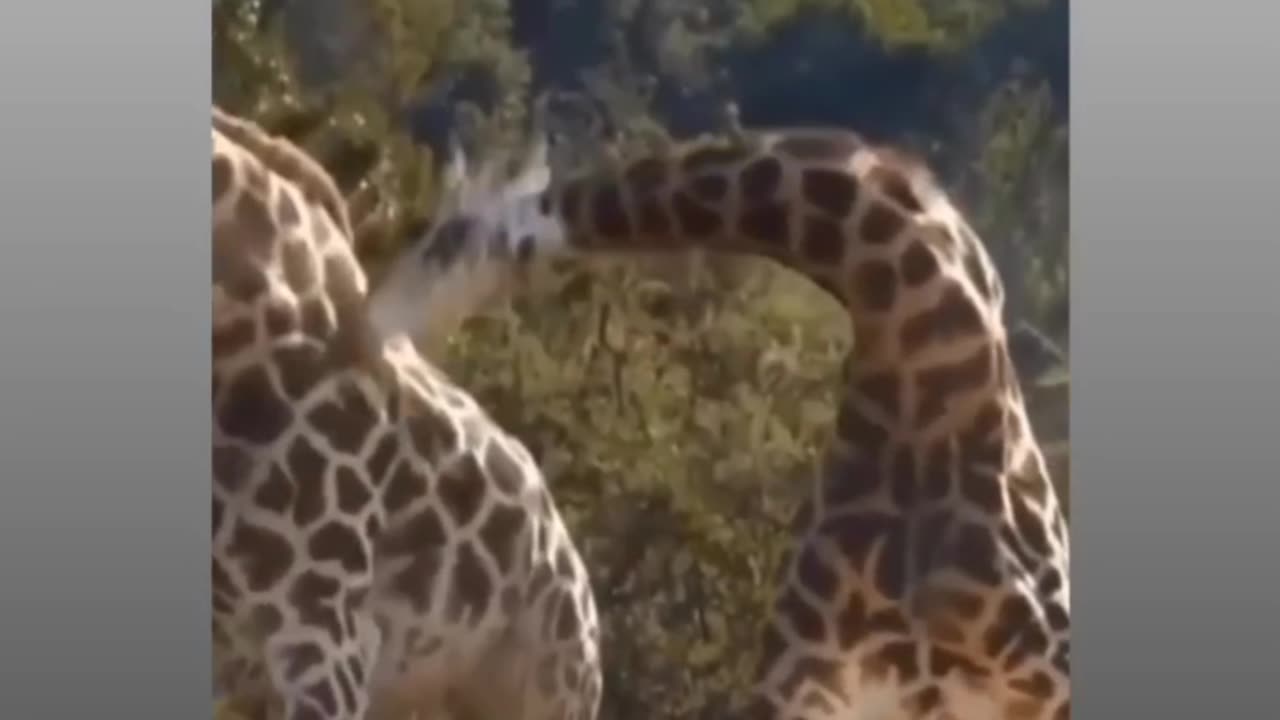 Giraffes fighting