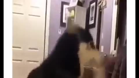 Animals fanny video