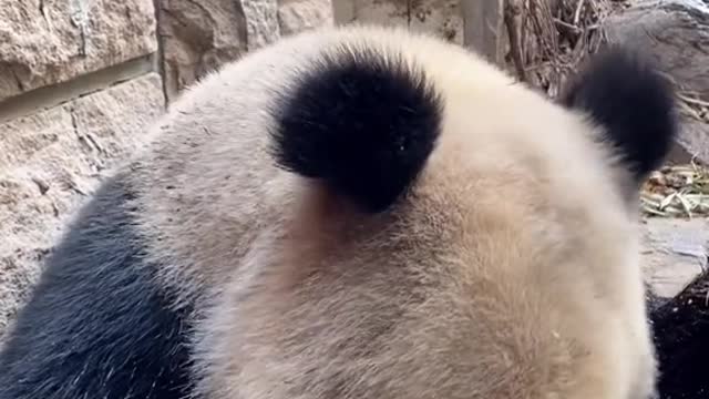 National treasure panda