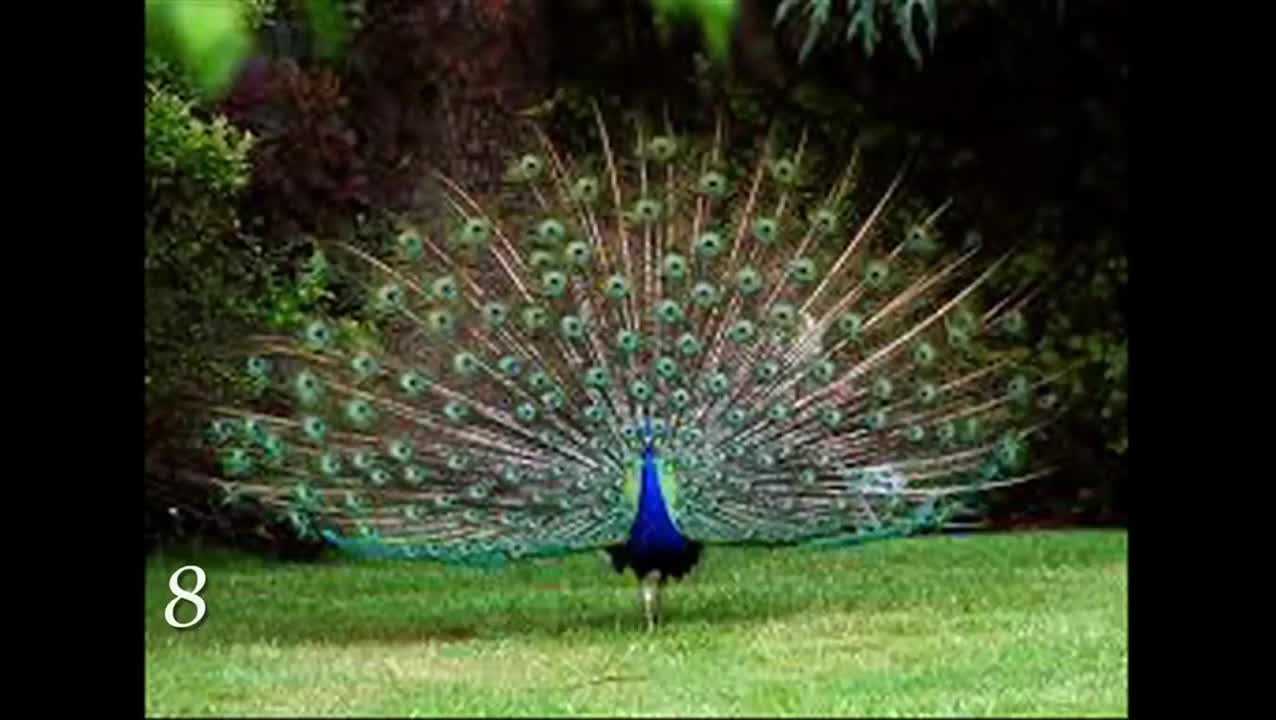 TOP 10 MOST GORGEOUS BIRDS ON THE PLANET