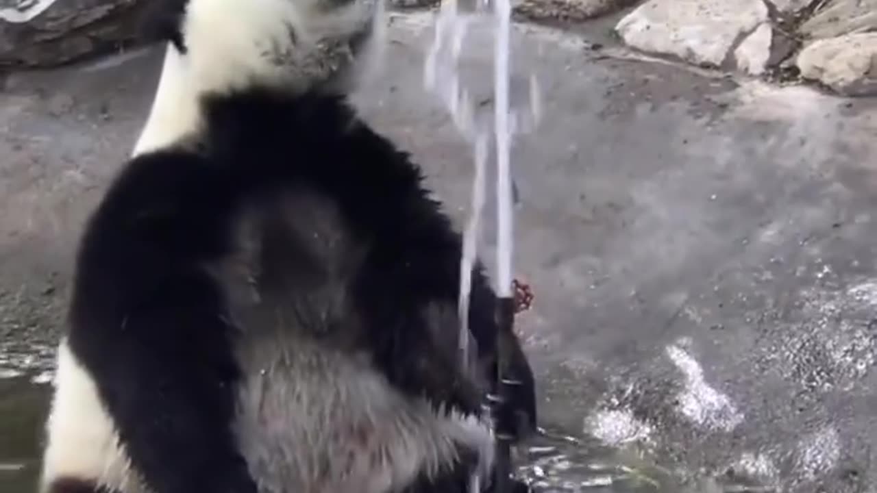 "Adorable Panda Splashing in Water - Cute Wildlife Moment"