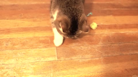 Catnip Time (Yellow Fur Ball) #1