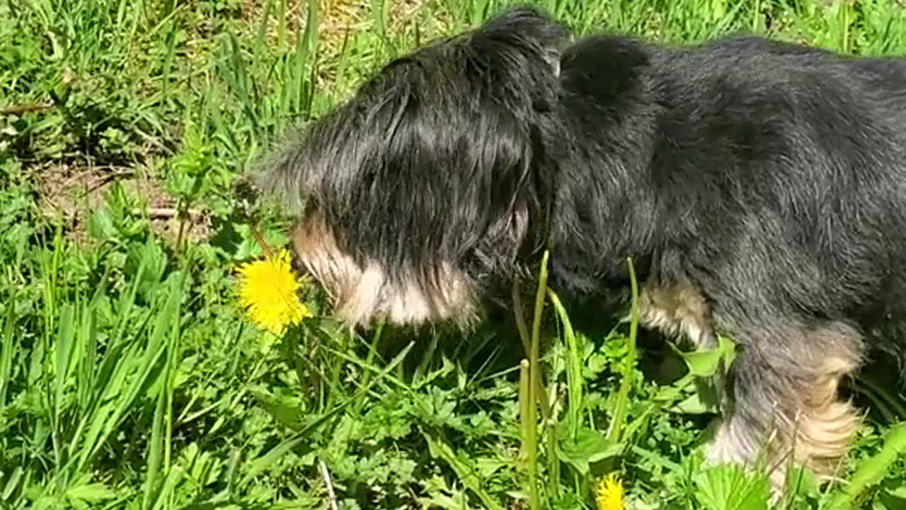 Love Between Puppy and Flowers!