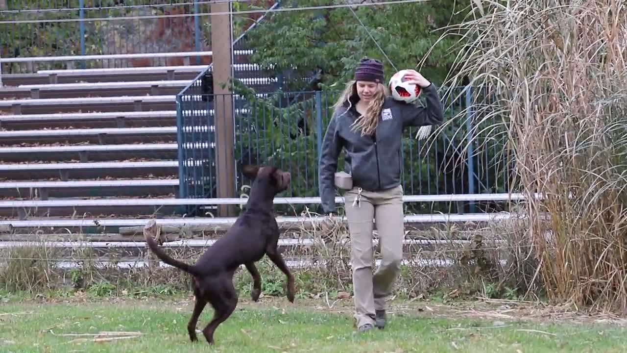 A zoo animal playing soccer