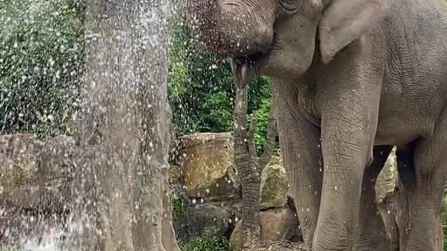 Look at the rain elephant