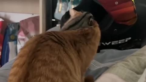 Cute and funny cat video.
