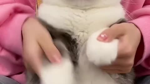 Cute and Funny Cat Videos