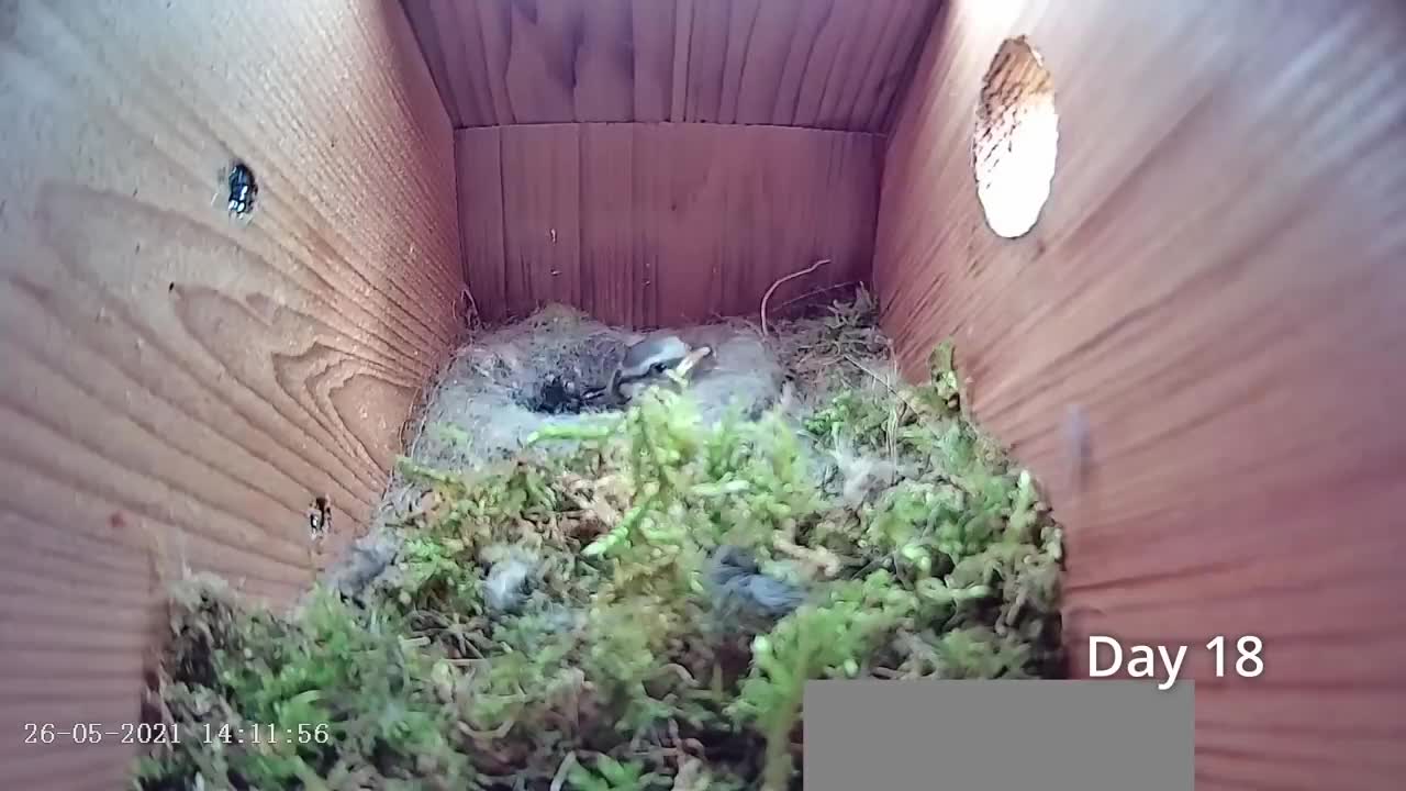 First Egg Hatching to Chicks Fledging - 21 days in 21 mins - BlueTit nest box camera highlights 2021