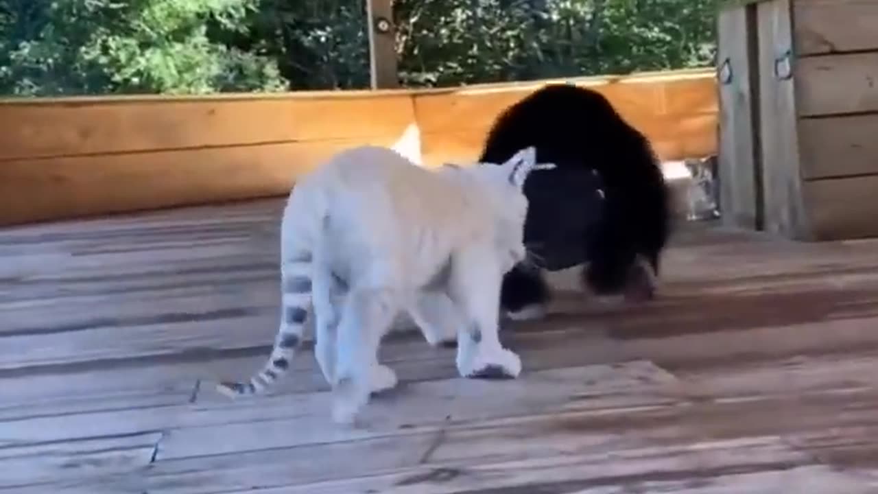 Baby animal of tiktok