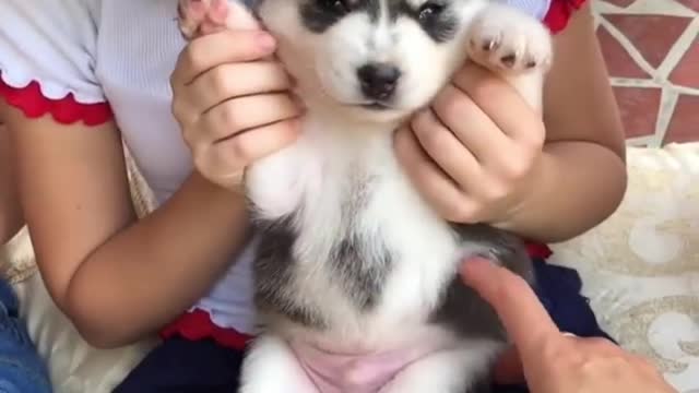 Still the dog will enjoy it