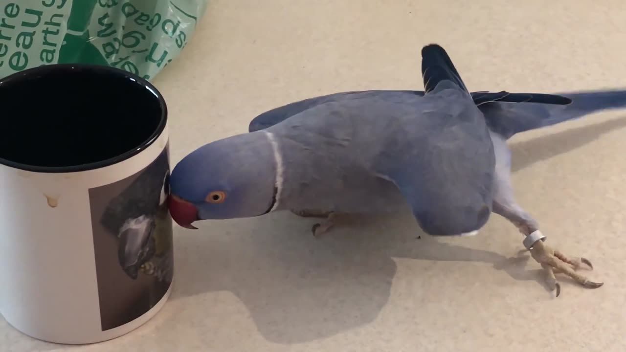 funny and cute birds videos compilation.