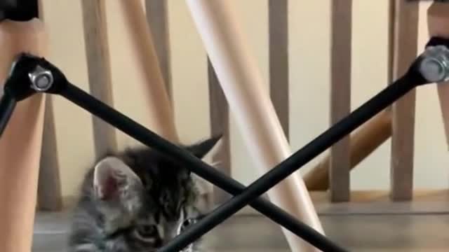 FUNNY CAT VIDEO 2022