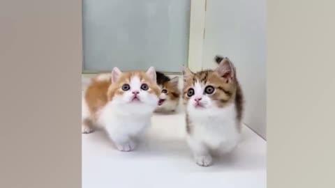 cute cat