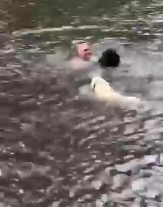 My Sweet Dogs got afraid and helped me from drowning
