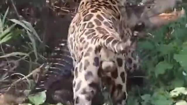 Leopard sneaks up on a Crocodile and makes it its prey