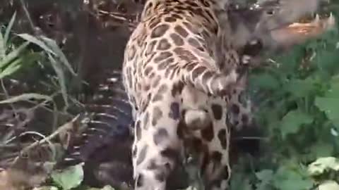 Leopard sneaks up on a Crocodile and makes it its prey