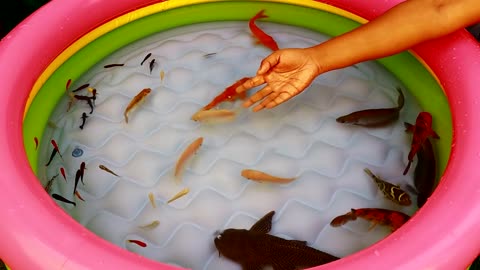 Fishes in tub nice animal Fishes insede balloon