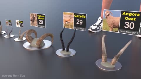 Animal Horn Size Comparison Extinct Anima size Fictional Animal horn size -PopularWorldData