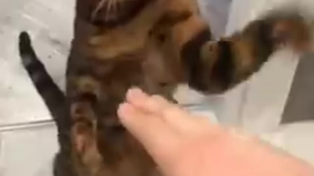 Dog & cat funny video