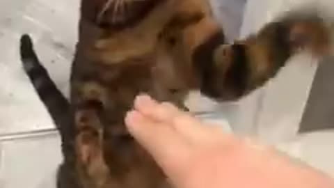 Dog & cat funny video